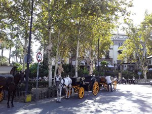 Lots of trees in Seville