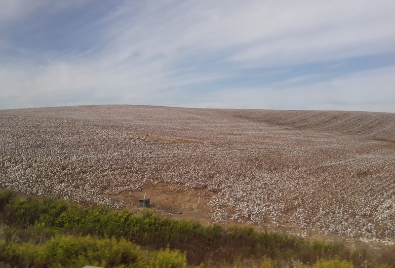 Vast cotton fields