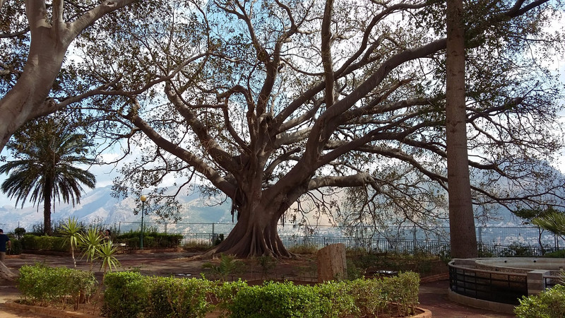 Huge Banyan type tree
