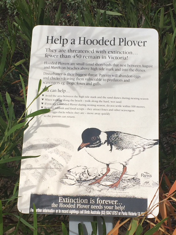Hooded Plovers 