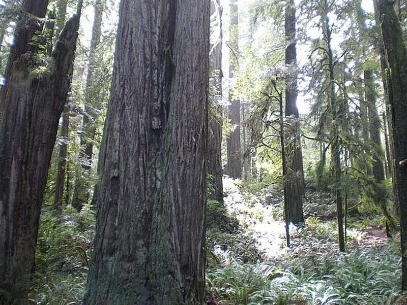 Redwoods 3