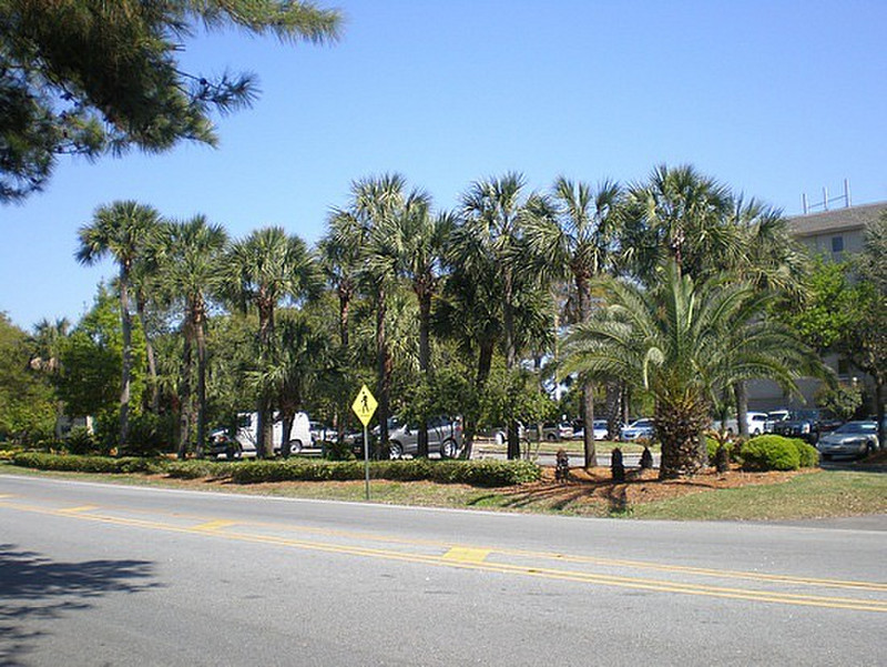 Hilton Head Island - Palms