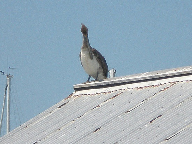 Key West - Pelican