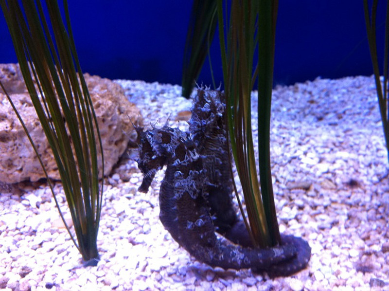 Aquarium Seahorse