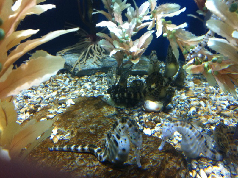 Aquarium Seahorses