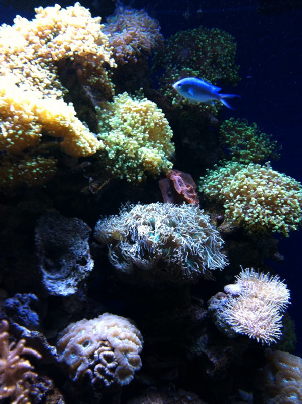 Aquarium - More Coral