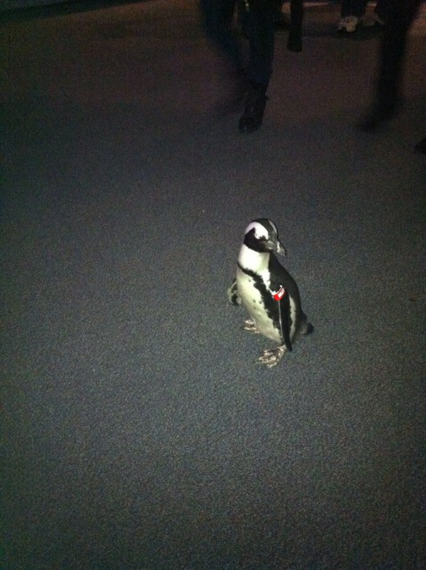 Aquarium - Penguin Stroll
