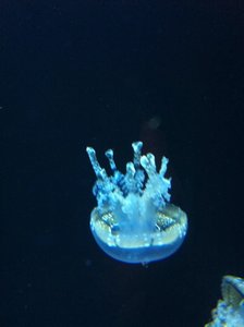 Aquarium Jellyfish