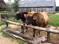 Ribe Viking Museum - Cows