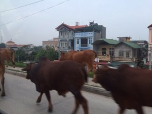 Cows on the Road