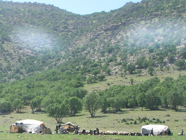 Kurdish nomads 