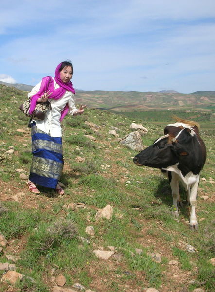 Greeting Cows near Takab