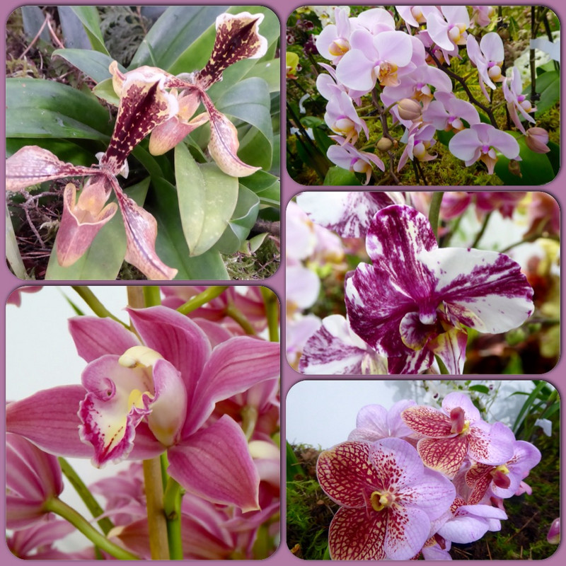 Orchid overload