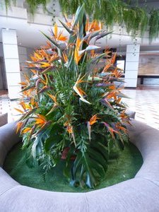 Strelizia display in hotel lobby