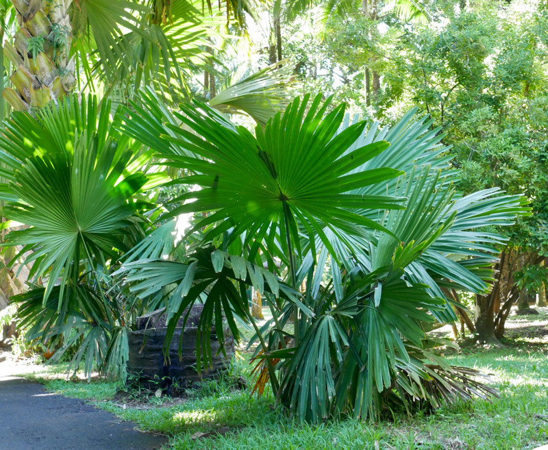 Possibly the Talipot palm