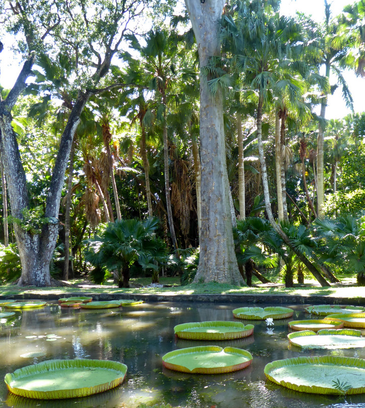 Giant water lily pond
