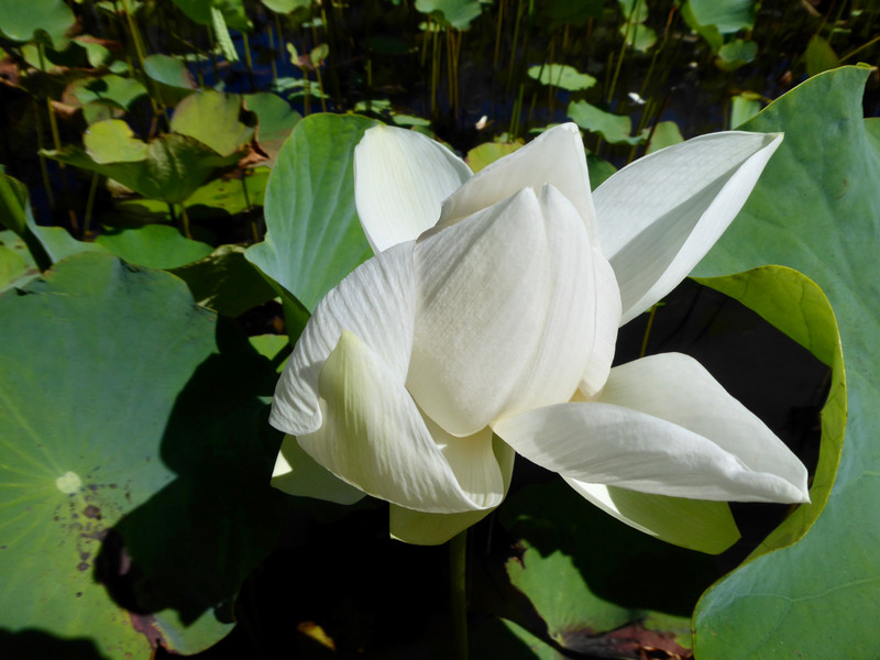 Beautiful white lotus
