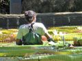 Giant water lily pond Gardener at work.