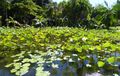 White Lotus Pond