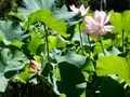 Pink Lotus Pond 