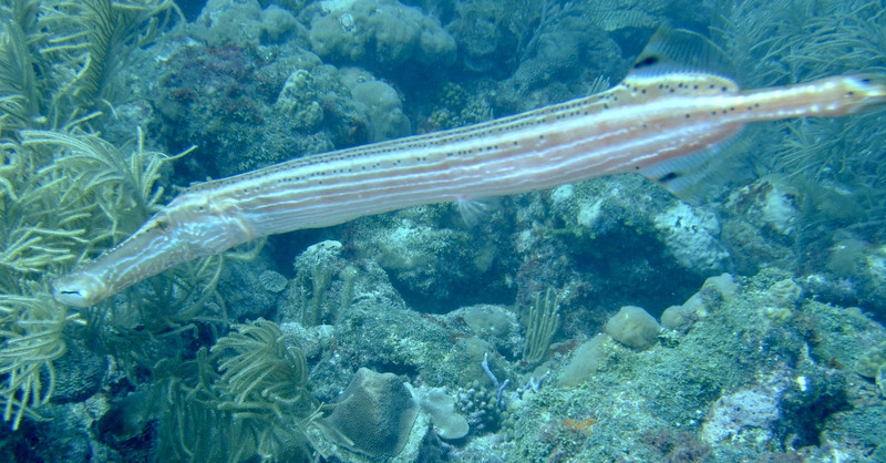 Trumpet fish