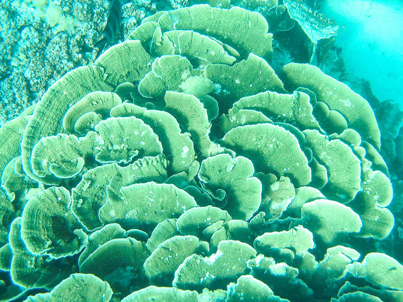 Fragile coral 