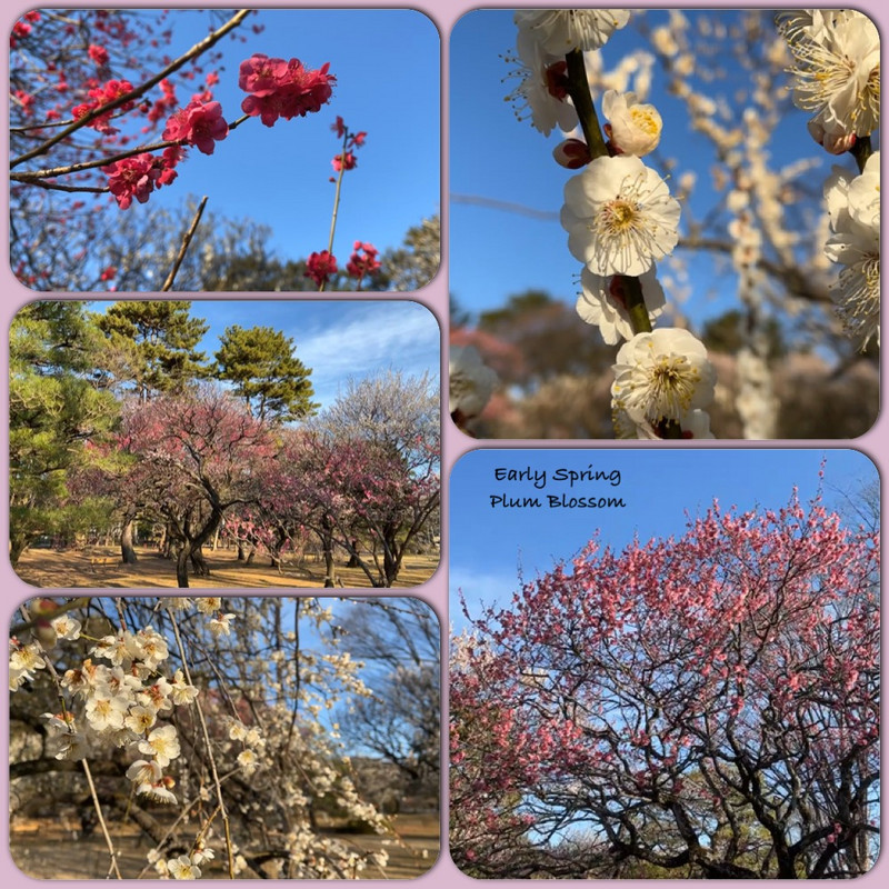 Koganei Park - early March - Early Plum Blossom