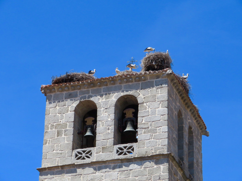 Stork nests on the bell tower 