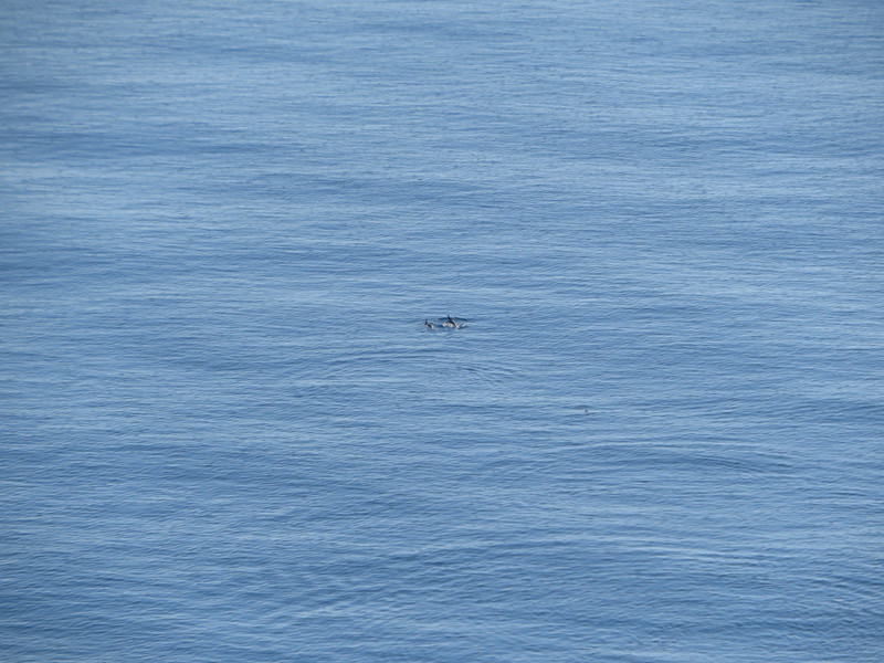 Dolphins in the Mediterranean 