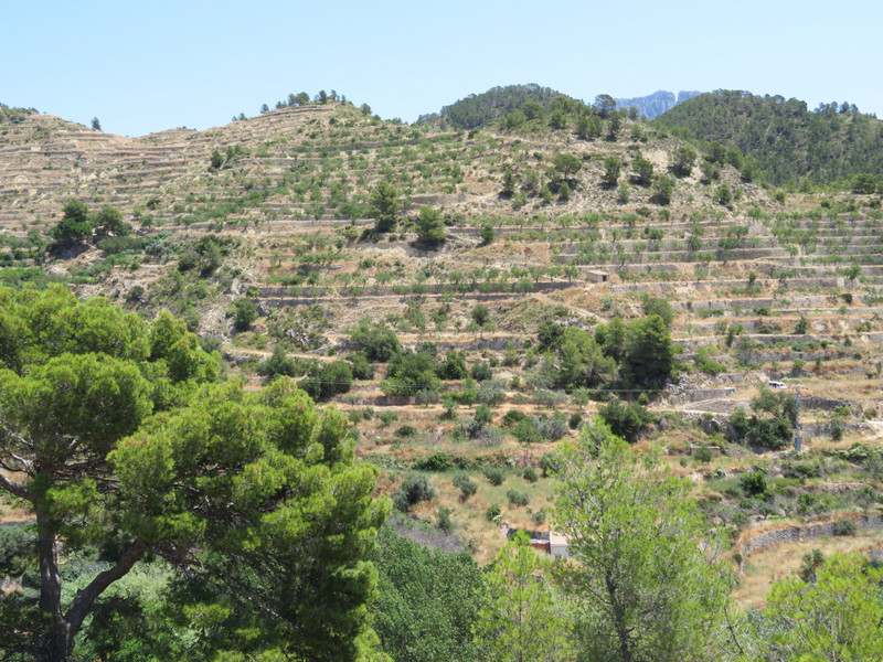 Countryside terraced with olive trees