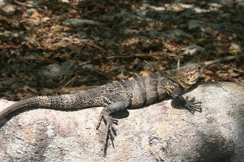 an iguana 