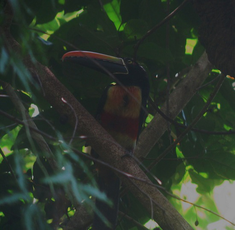 a type of toucan