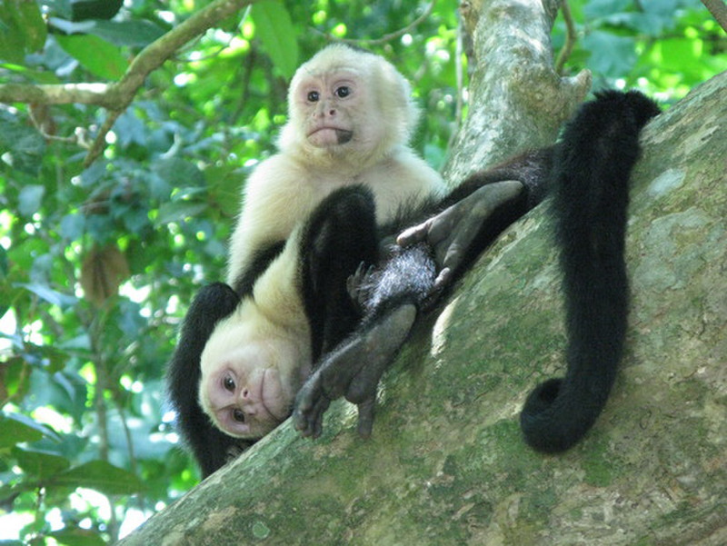  Capuchin monkeys at Manuel Antonio