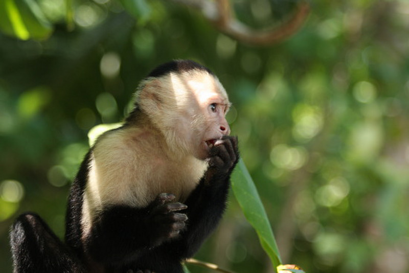Cute little Capuchin Monkey