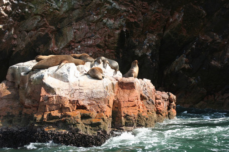 sea lions - Ballestas Islands