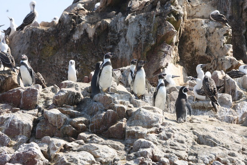 penguins and boobies  - Ballestas Island
