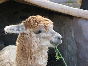 a type of llama