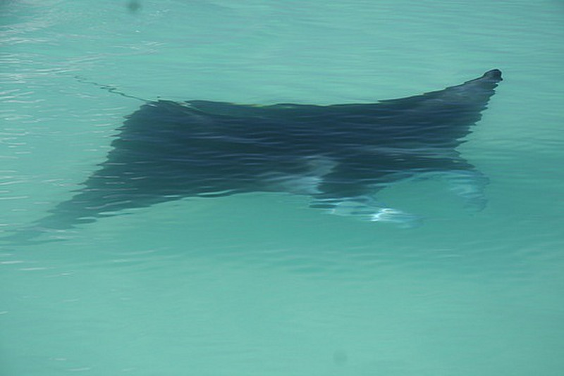 large manta ray