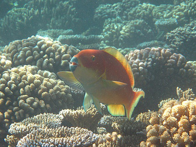type of parrot fish