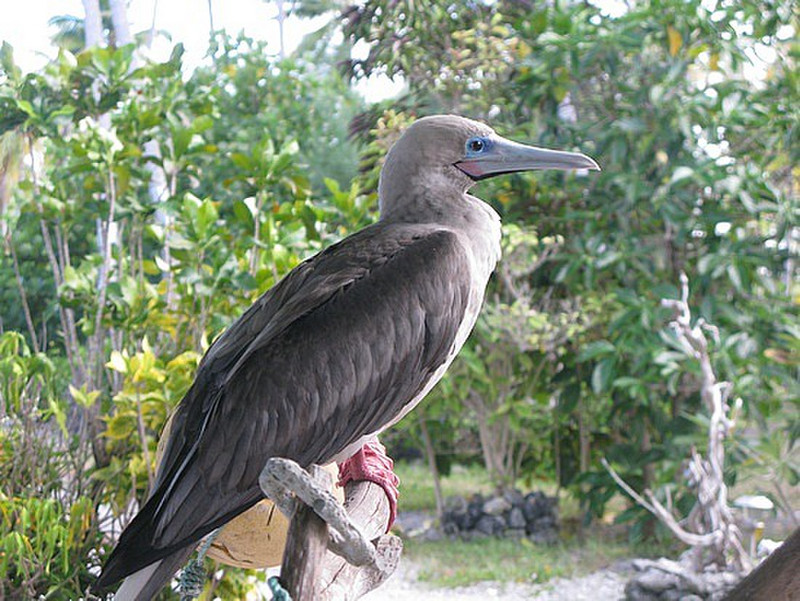 Red Footed Boobie