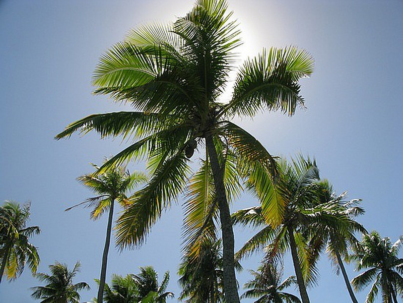 I love palm trees