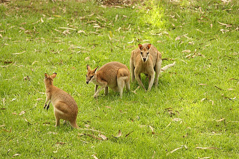 Our first wallabies