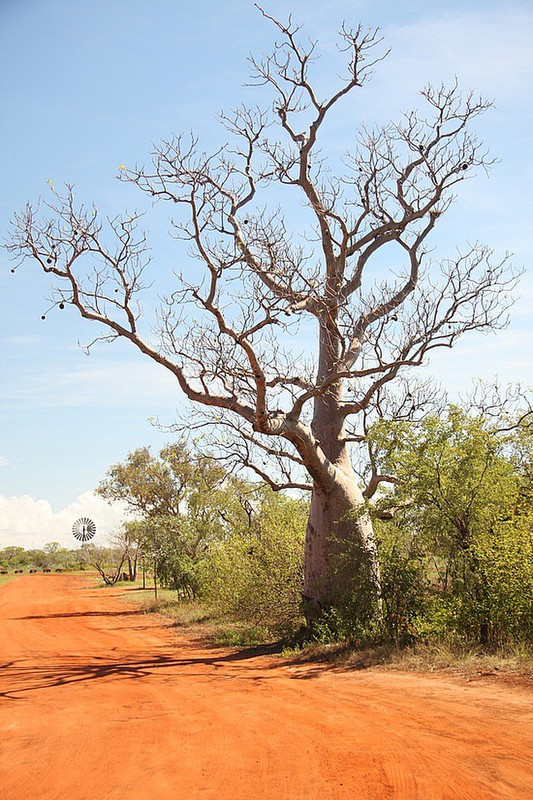 Boab Tree