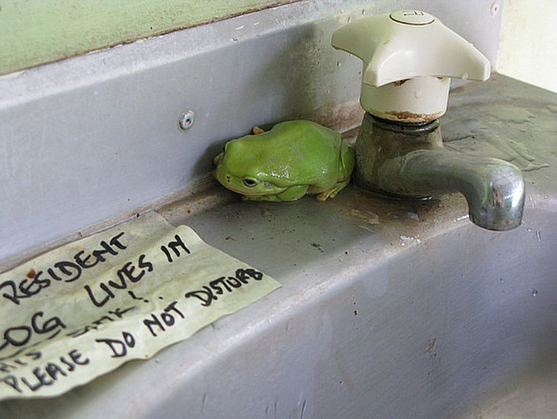 Frog in a Kimberley Loo