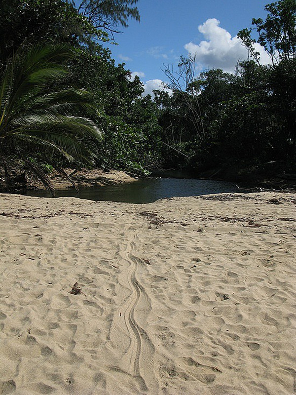 Salt Crocodile tracks on the sand