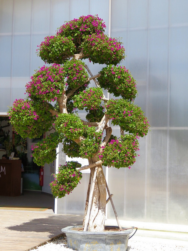 A bougainvillea bonsai 