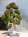A bougainvillea bonsai 