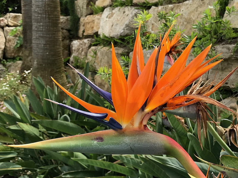 Pretty bird of paradise at our complex 