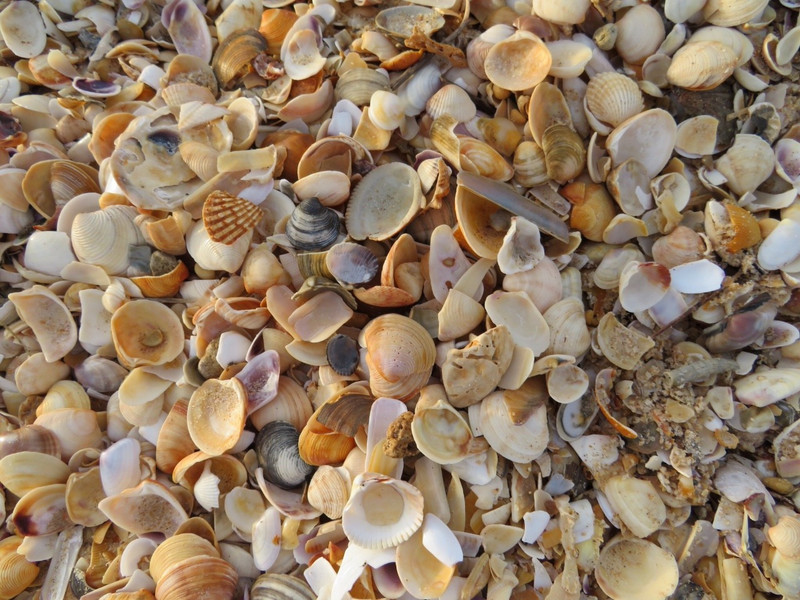 Pretty shells