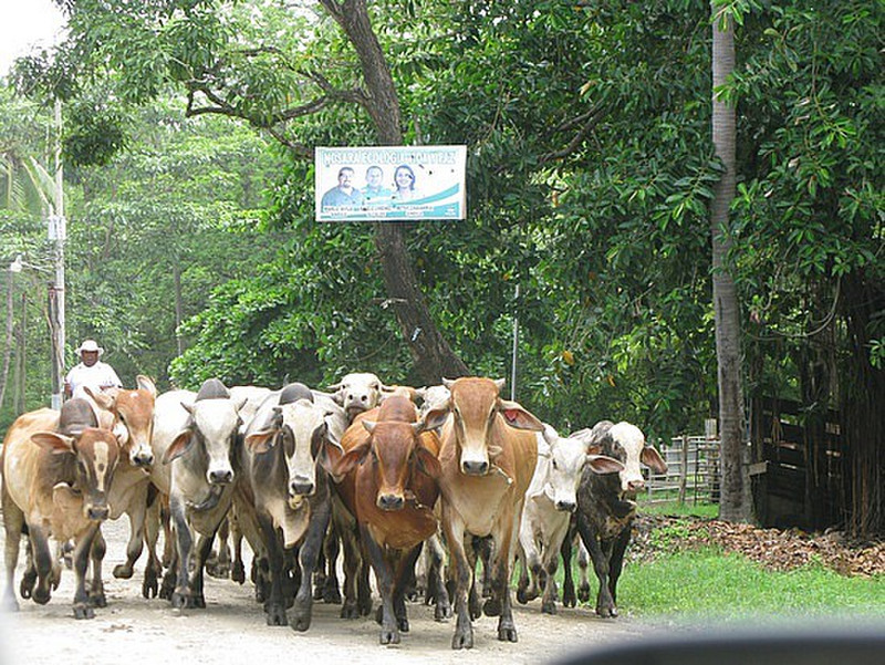 Cattle on the main road